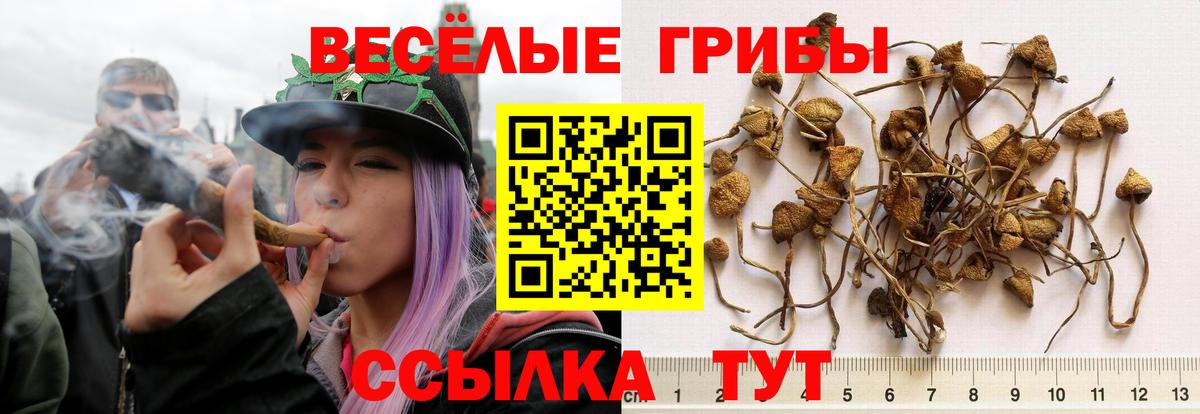 Галлюциногенные грибы Psilocybine cubensis Рузаевка